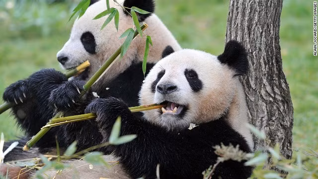 Gấu trúc, còn có tên tiếng Hán là Đại hùng miêu, là loài động vật tuy được xếp vào bộ ăn thịt, nhưng thức ăn chủ yếu lại là thực vật; đó là các cành non và lá cây. Loài gấu này có nguồn gốc ở miền Trung Trung Quốc, thường thấy ở vùng núi như Tứ Xuyên, Tây Tạng. Gấu trúc thuộc vào nhóm động vật cần được bảo tồn cấp bách, có lẽ chính vì vậy nó đã được chọn làm biểu tượng của Quỹ Quốc tế Bảo vệ Thiên nhiên (WWF).
