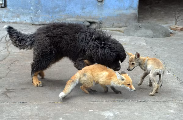 "Chó sói là một loài vật thông minh và trung thành. Chúng sẽ tốt với bạn nếu bạn tốt với chúng", ông Yang chia sẻ.