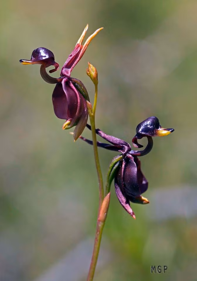 Hoa vịt (Caleana major) là giống phong lan nhỏ cao khoảng 50 cm, mọc nhiều ở miền Đông và miền Nam Australia. Hình dáng của loài hoa này trông giống hệt một con vịt đực đang bay.