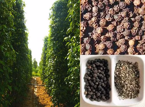8. Hạt tiêu Phú Quốc (Kiên Giang): Tiêu Phú Quốc chất lượng hơn những loại tiêu khác nhờ khí hậu, thổ nhưỡng trên hòn đảo ngọc này. Tiêu ở đây mẩy, hạt chắc, đều hạt, cay và thơm nồng… Tiêu Phú Quốc hiện đã có mặt trên 30 nước trên thế giới.