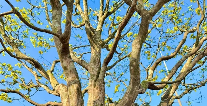 Chiêm ngưỡng mai vàng dáng thế không tì vết tiền tỷ ở Quảng Ngãi