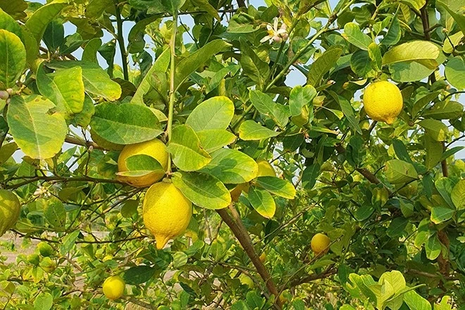 5 loại cây nhà giàu trồng ban công để trấn giữ của cải