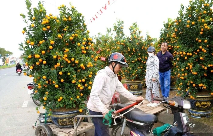 Cận Tết, nghề chở cây thuê kiếm tiền triệu mỗi ngày