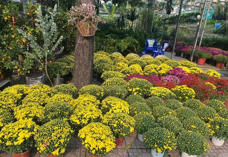 Cúc mâm xôi nở sớm trước Tết, nhiều nơi kêu gọi 'giải cứu'