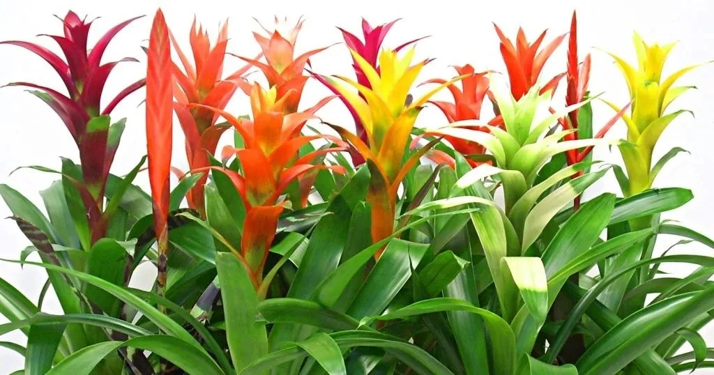 3 cây cảnh là 'bùa may mắn' của nhà phố 