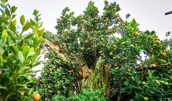 Quất gỗ lũa chục triệu 'ngóng' khách đón về chơi Tết Bính Ngọ 2026