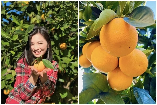 Cận cảnh khu vườn trĩu quả của diễn viên Diệu Hương tại Mỹ