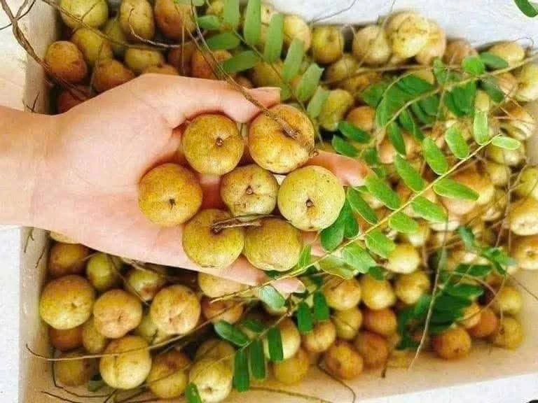 Quả mọc hoang dại 'lên đời' thành đặc sản nửa triệu đồng/kg 