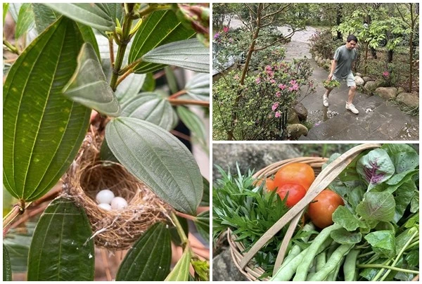 Nhà vườn 'đất lành chim đậu' của 'ông hoàng nhạc đỏ' Trọng Tấn 