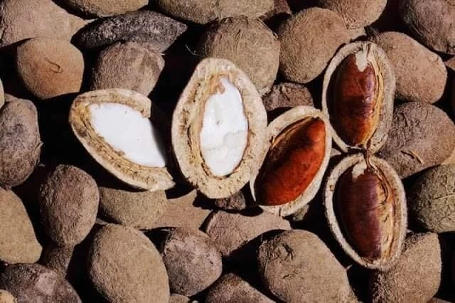 Loại hạt xưa rụng đầy gốc nay 'cháy hàng' dịp Tết