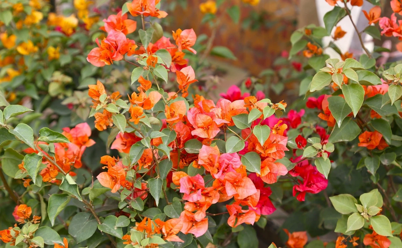 Loài hoa từng bị 'thất sủng' nay hồi sinh hút khách chơi Tết