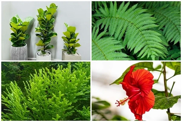 4 loại cây lọc không khí nhưng không nên trồng trong nhà