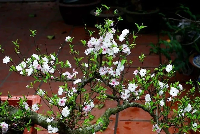 5 loài hoa càng lạnh càng nở rộ rực rỡ