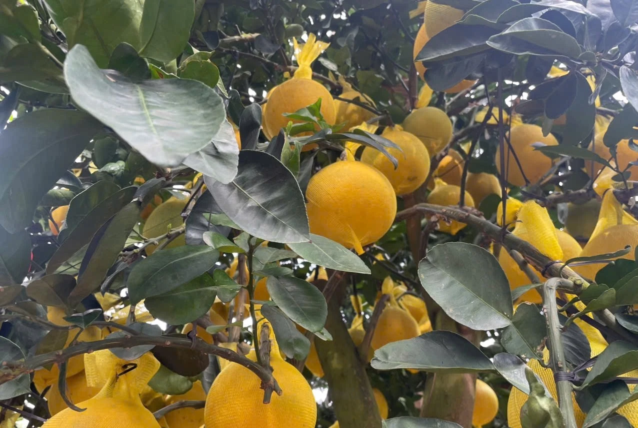 Bưởi Diễn đổ bộ TP HCM sớm, giá bán tăng cao 