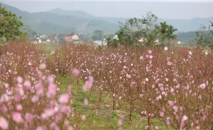 Đào nở sớm trước Tết, nhà vườn lo "trắng tay"