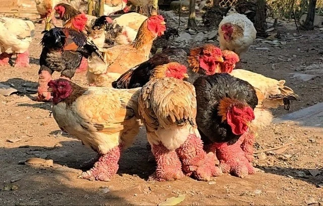 Gà Đông Tảo bạc triệu đắt khách dịp Tết Nguyên đán