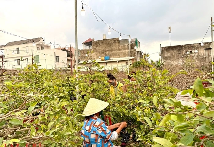 Rủ nhau lặt lá mai thuê kiếm tiền triệu tiêu Tết