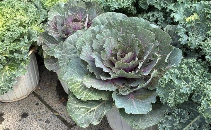 Ngắm rau củ được hô biến thành cây cảnh độc lạ chơi Tết 