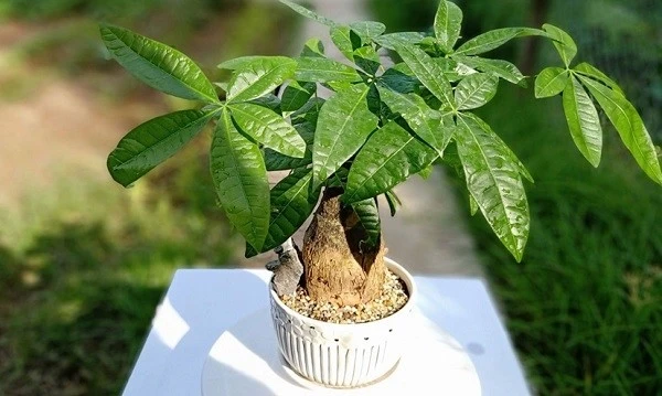 6 loại cây cảnh trồng trong nhà 'gọi' vận may đầu năm mới