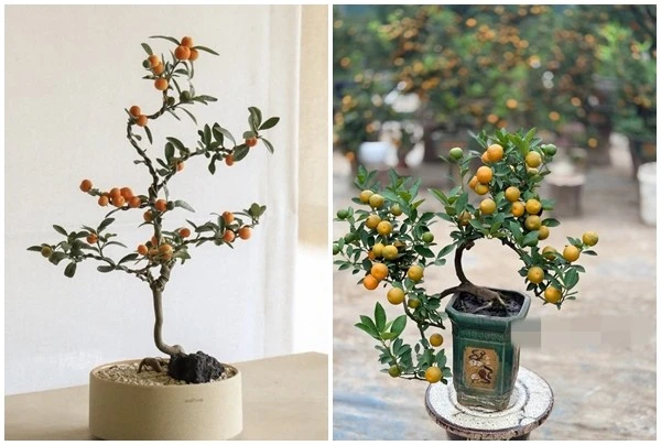 Ngắm quất mini gây sốt thị trường Tết Bính Ngọ 2026