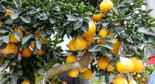 Ngắm bonsai trĩu quả hút khách chơi dịp Tết