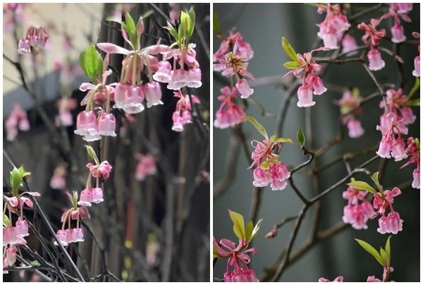 Bật mí loại đào được giới nhà giàu chuộng mua chơi Tết