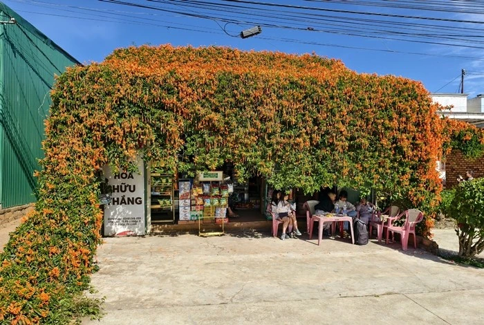 Cận cảnh căn nhà phủ đầy hoa đang 'nổi như cồn' ở Lâm Đồng
