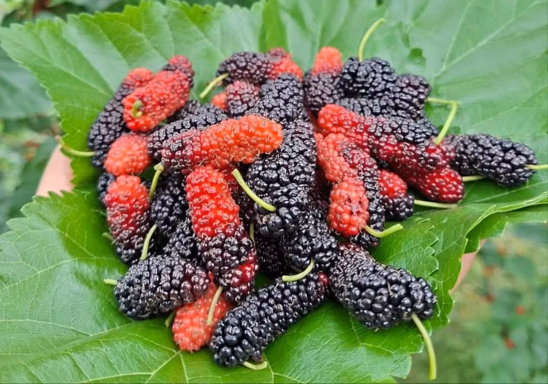 Dâu tằm ngoại thành Hà Nội tất bật vào vụ thu hoạch