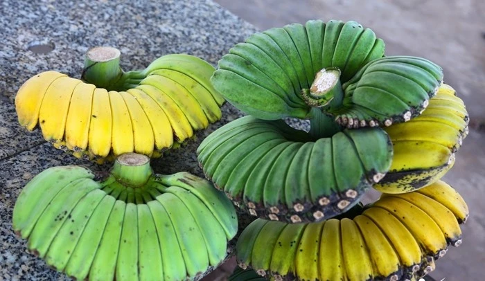 Cận cảnh loại chuối hình dáng lạ được 'săn lùng' dịp Tết