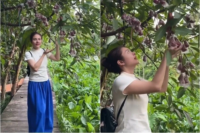 Cận cảnh khu vườn trĩu quả trong cơ ngơi 50.000m2 của Vân Trang 