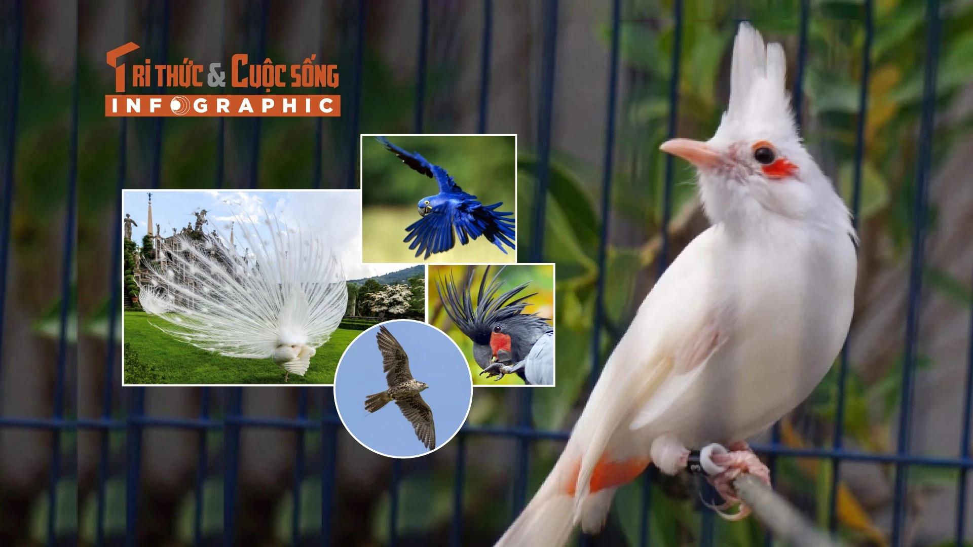 [INFOGRAPHIC] 5 loài chim đắt đỏ được giới siêu giàu chọn làm thú cưng