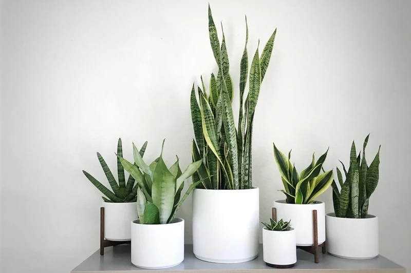 5 loại cây hút tài lộc, may mắn vào nhà năm 2026