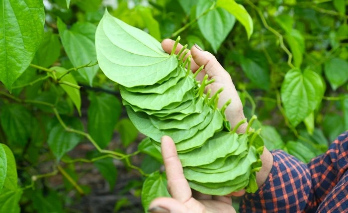 Ghé thăm ngôi làng tất bật 'đếm lá tính tiền' dịp cận Tết
