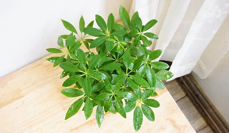 5 loại cây 'hút' vận may nên trồng trước nhà dịp năm mới 