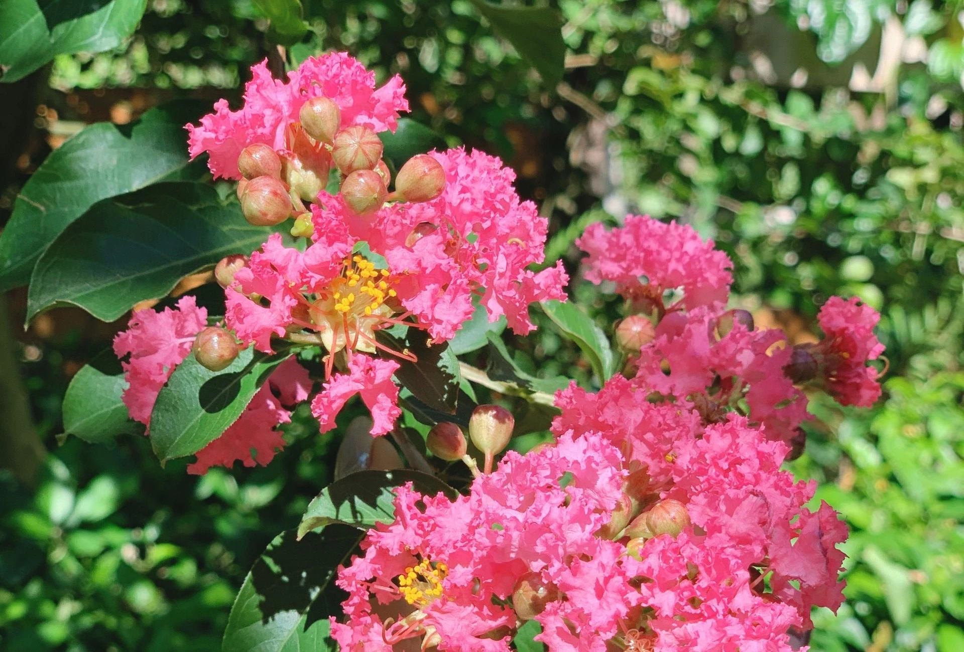 Lựa chọn cây cảnh phù hợp để thu hút vận khí tích cực