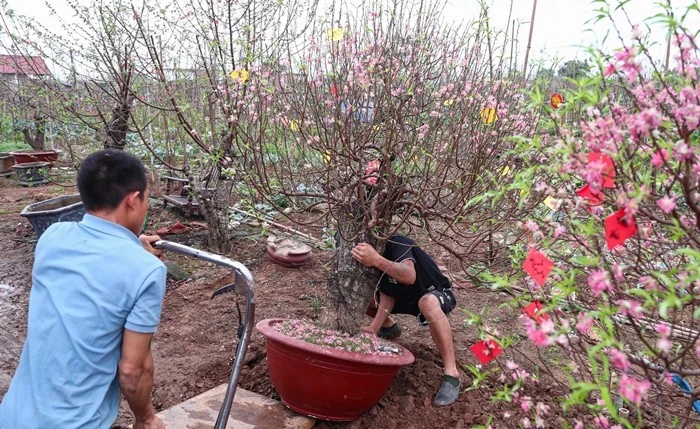 Đào Nhật Tân rời phố về vườn, bắt đầu 'hồi sinh' cho Tết năm sau 