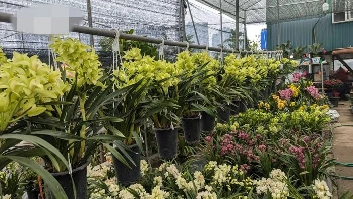 Thủ phủ cây cảnh miền Bắc tấp nập kẻ bán người mua ngày cận Tết