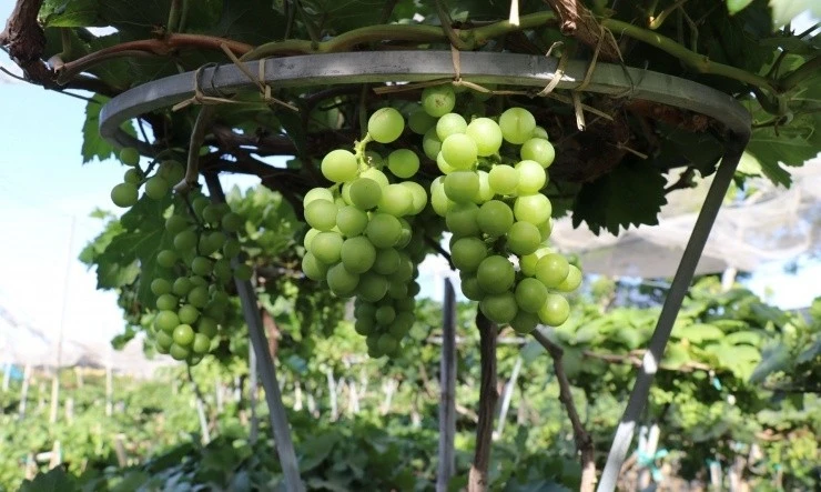 Nho cảnh tiền triệu 'hút hàng' dịp Tết Bính Ngọ 2026