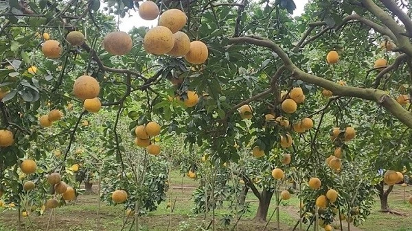 Thủ phủ bưởi Diễn rộn ràng vào mùa thu hoạch