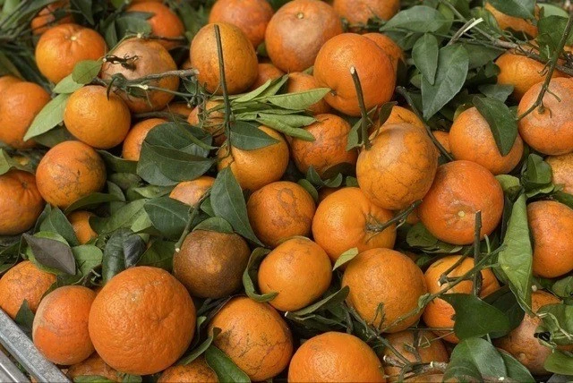 Quýt sim ‘xả’ đầy chợ, chỉ hơn 10.000 đồng/kg dịp cận Tết