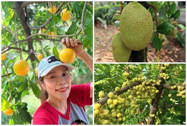 Xuýt xoa khu vườn ngập tràn trái chín của Mỹ Lệ 