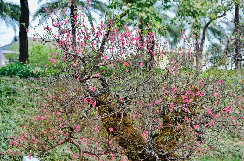 Đào cổ phủ kín rêu phong hút người chơi Hà Nội dịp Tết Bính Ngọ 2026