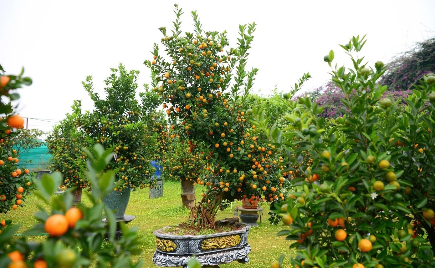 Ngắm quất mộc căn thế 'độc' chuẩn bị đón Tết Nguyên đán Bính Ngọ 2026