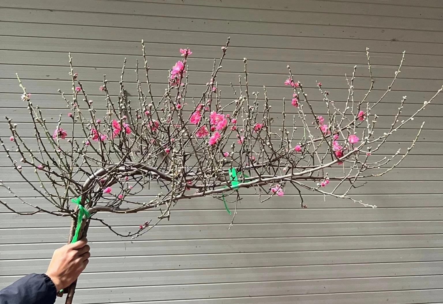 Đào mini vài chục nghìn một cành hút khách chơi Tết Bính Ngọ 2026 