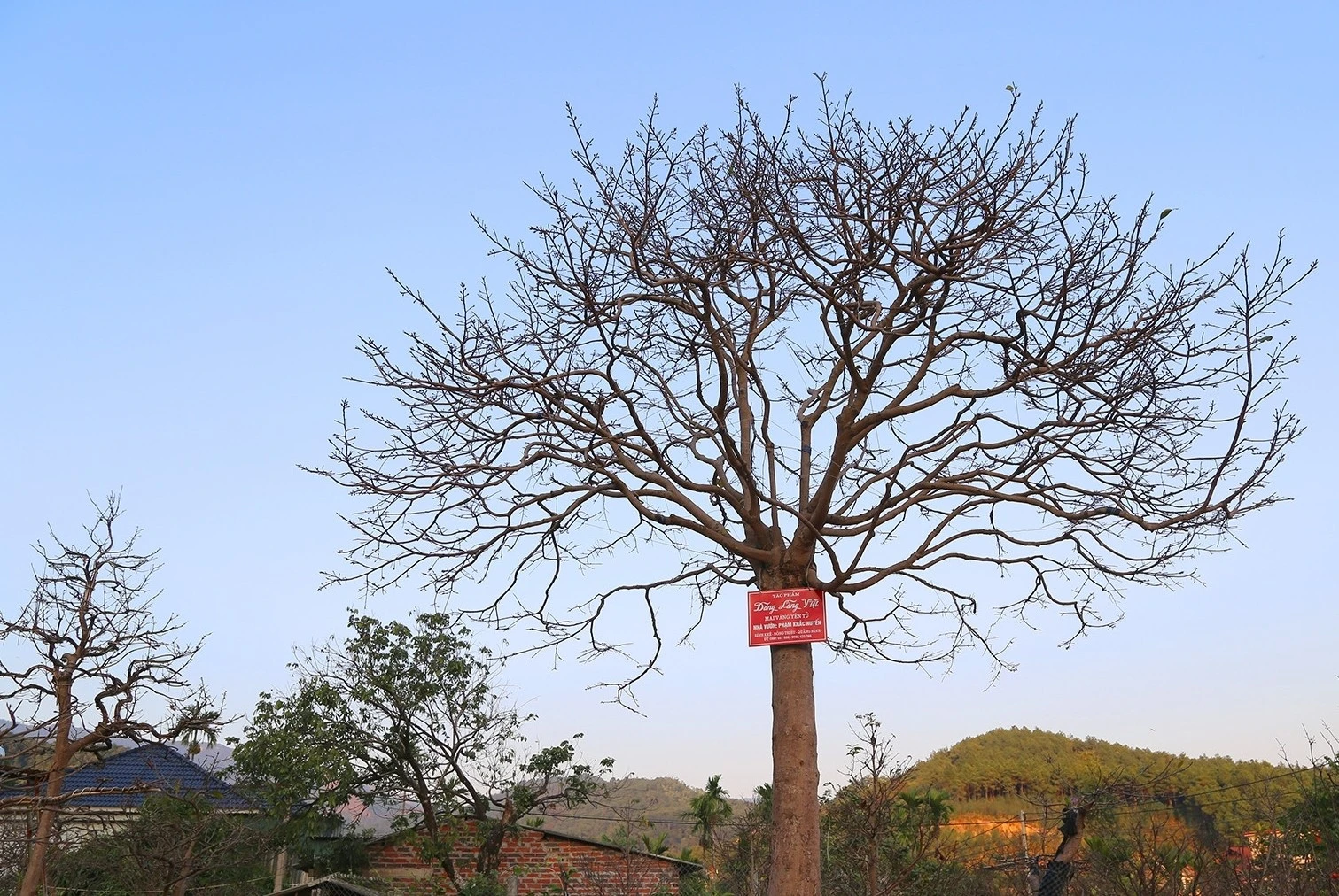 Nhìn như cành củi khô, cây mai vẫn có giá tiền tỷ