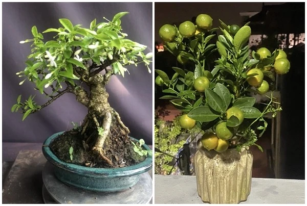 Ngắm bonsai mini siêu đẹp chơi Tết Bính Ngọ 2026 