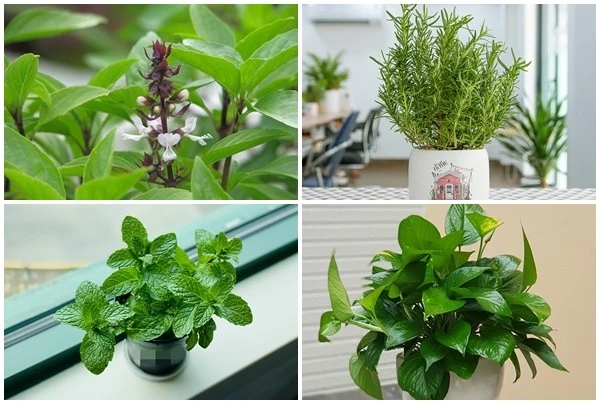 6 loại cây trồng trong bếp giúp khử mùi hiệu quả