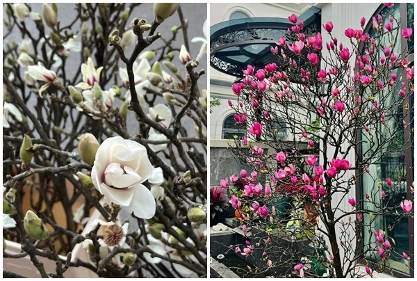 Cận cảnh hoa mộc lan 'gây sốt' thị trường Tết Bính Ngọ 2026