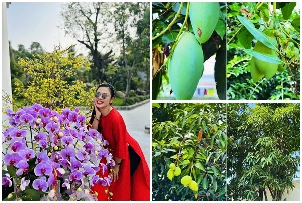 Cận cảnh vườn xoài trĩu quả trong cơ ngơi 3.000m2 của "Người đẹp Tây Đô"