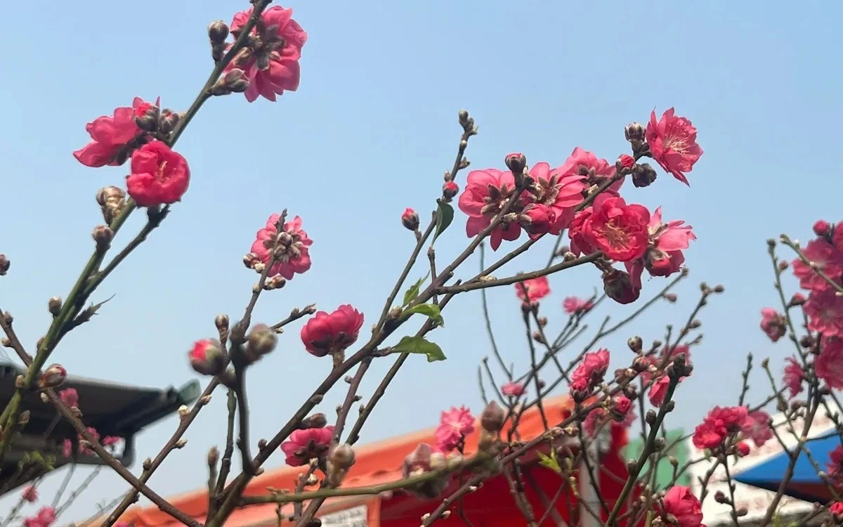 Vài trăm nghìn đồng một cành đào chơi Tết sớm 